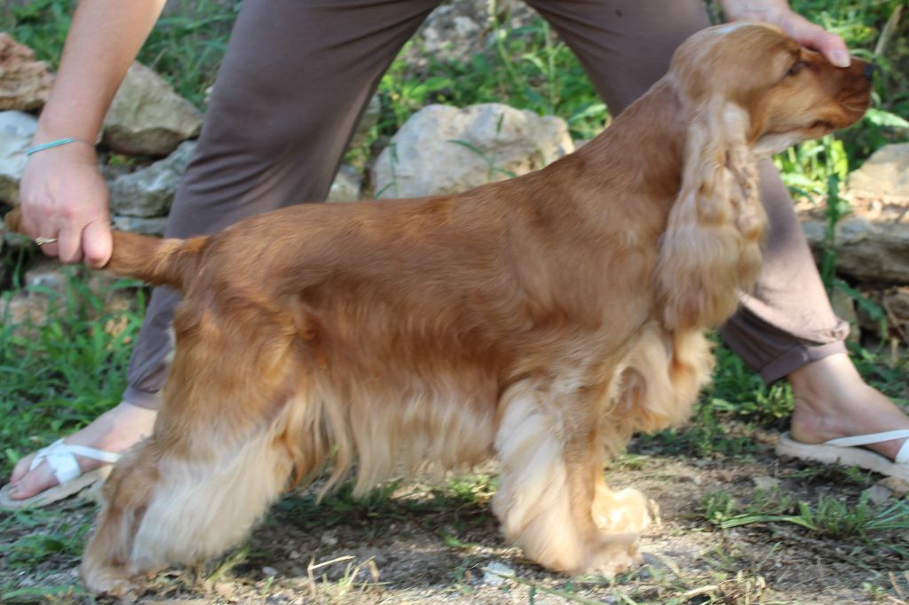Nanouchka du domaine des roches rouges