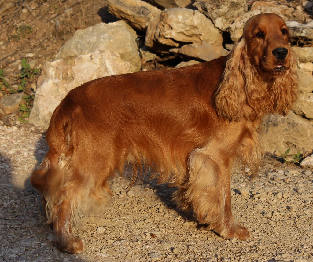 du domaine des roches rouges - Marquis de l'Isle aux Lutins