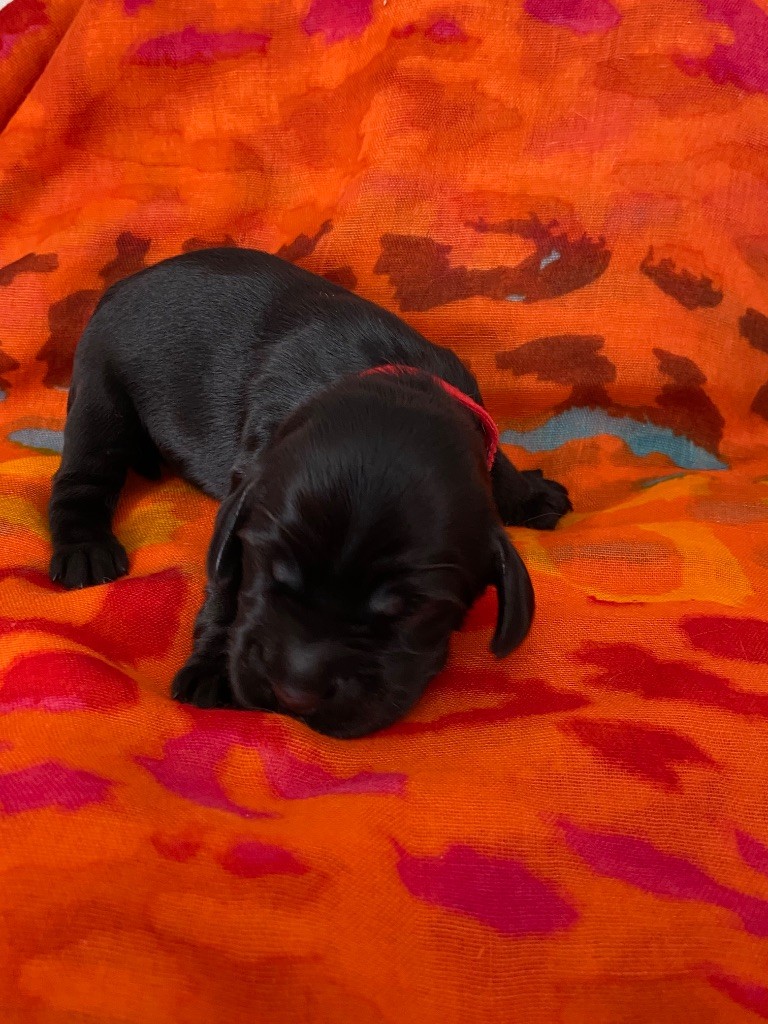 du domaine des roches rouges - Chiots disponibles - Cocker Spaniel Anglais