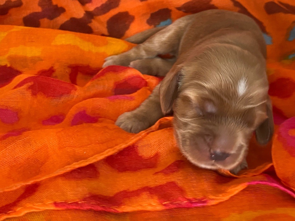 du domaine des roches rouges - Chiots disponibles - Cocker Spaniel Anglais