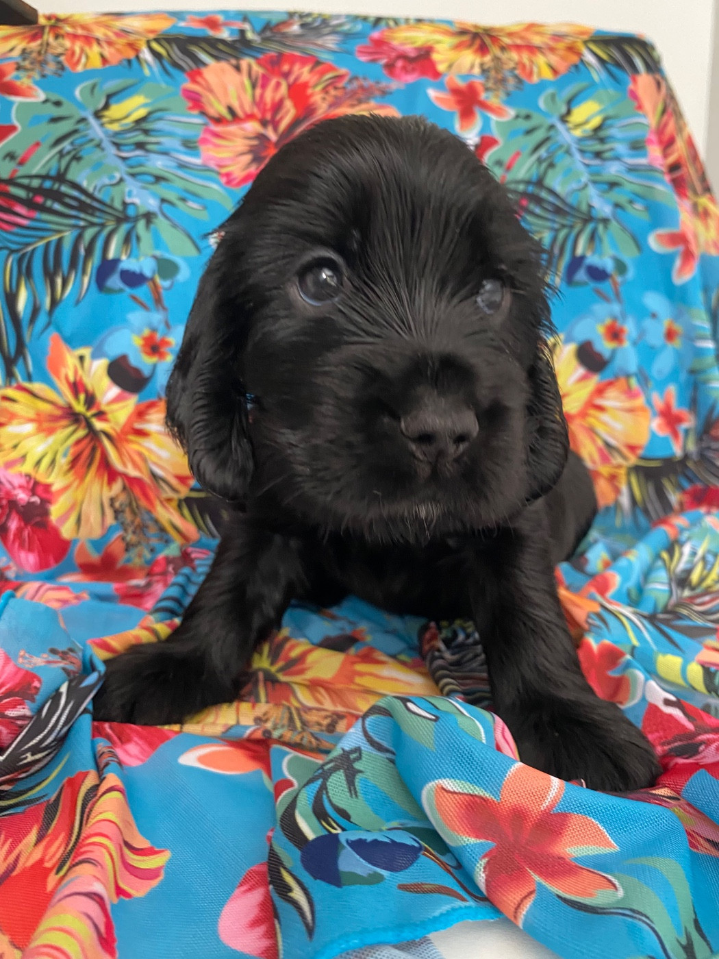 du domaine des roches rouges - Chiots disponibles - Cocker Spaniel Anglais