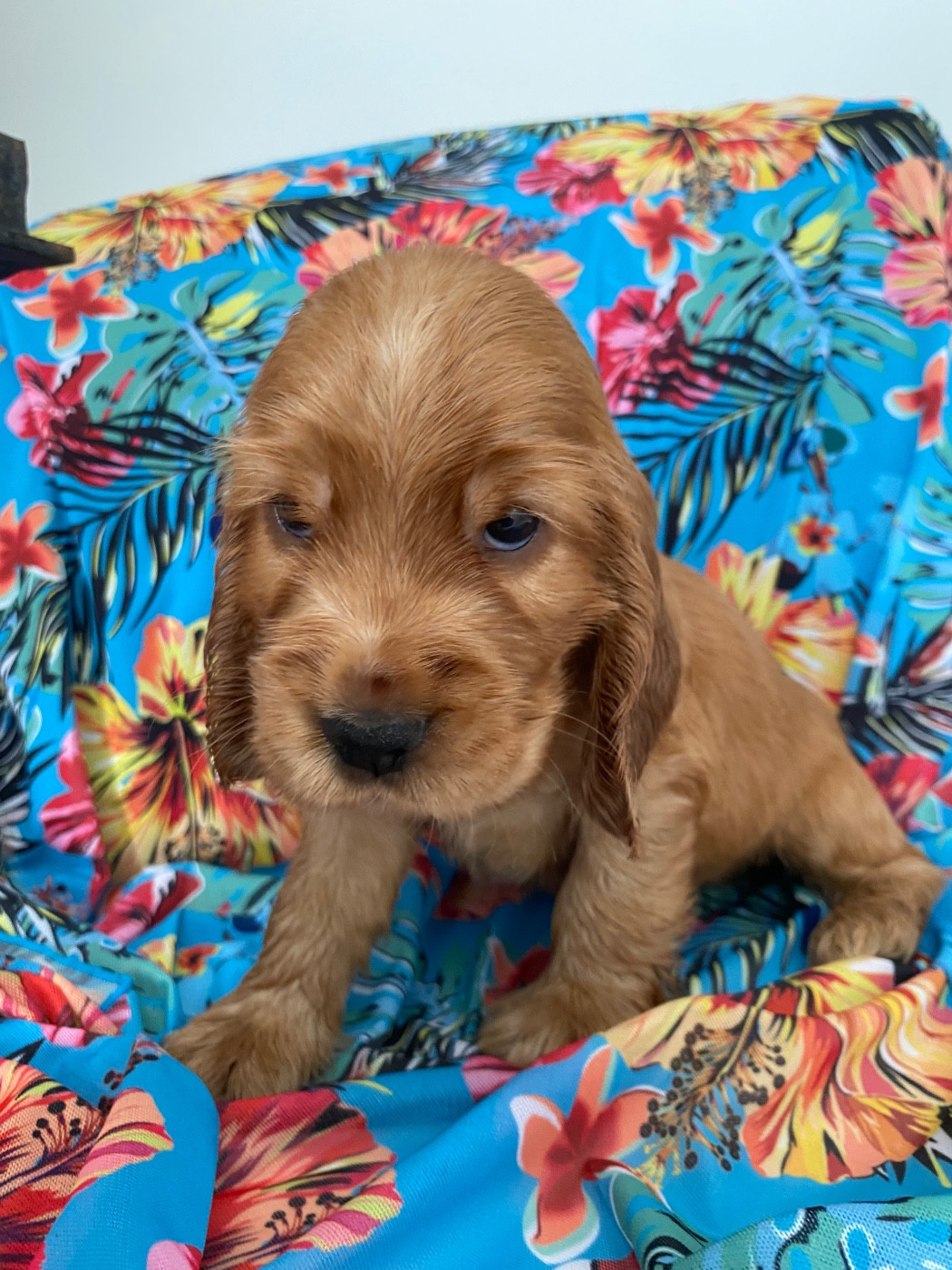 du domaine des roches rouges - Chiots disponibles - Cocker Spaniel Anglais