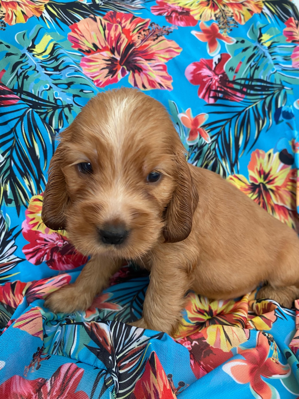 du domaine des roches rouges - Chiots disponibles - Cocker Spaniel Anglais