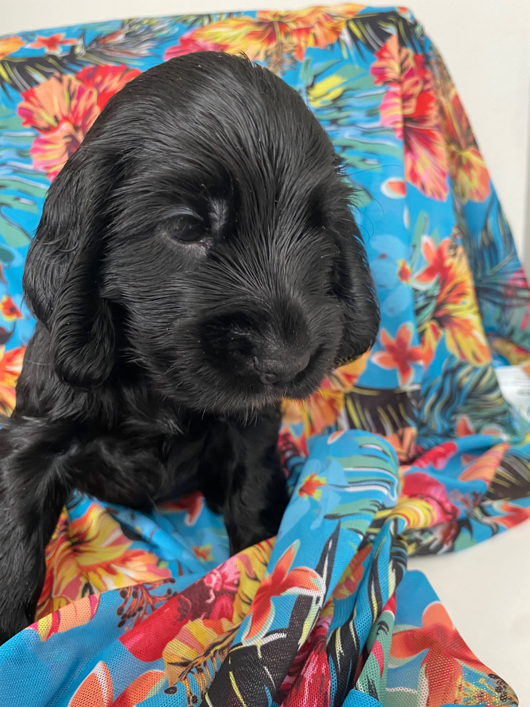 du domaine des roches rouges - Chiots disponibles - Cocker Spaniel Anglais