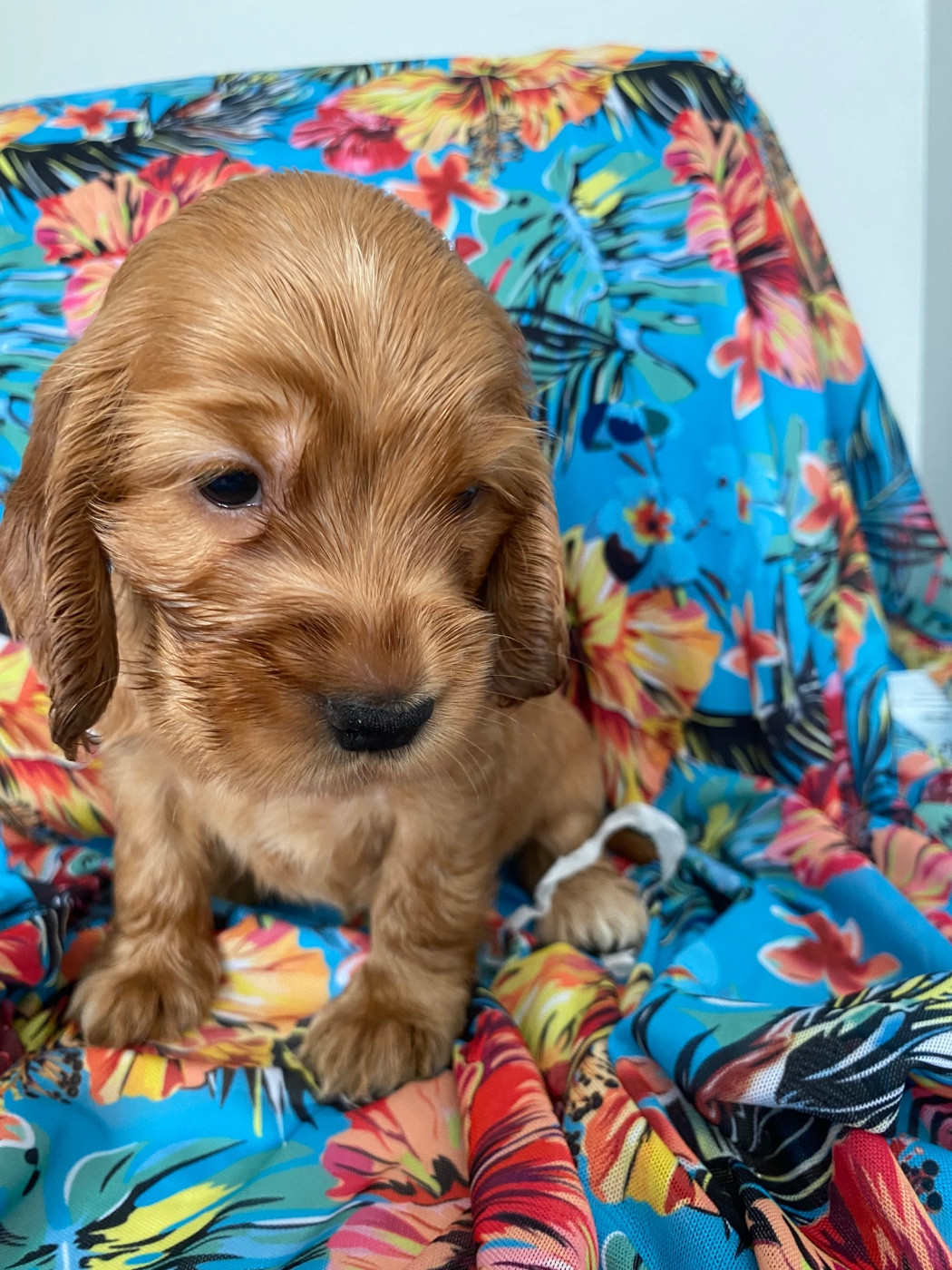 du domaine des roches rouges - Chiots disponibles - Cocker Spaniel Anglais