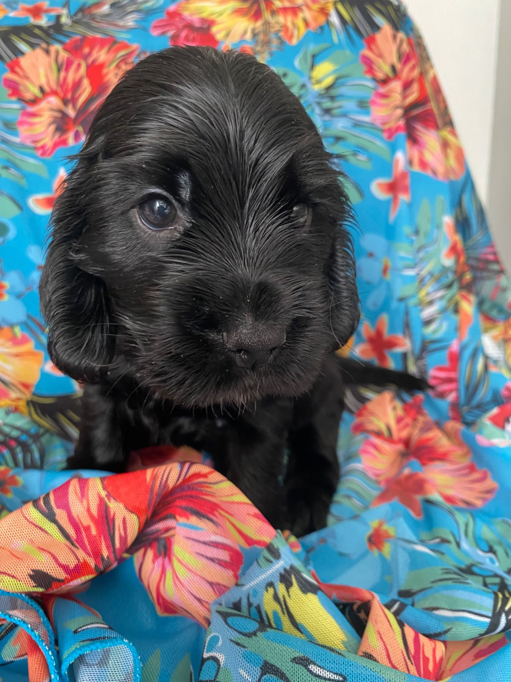 du domaine des roches rouges - Chiots disponibles - Cocker Spaniel Anglais