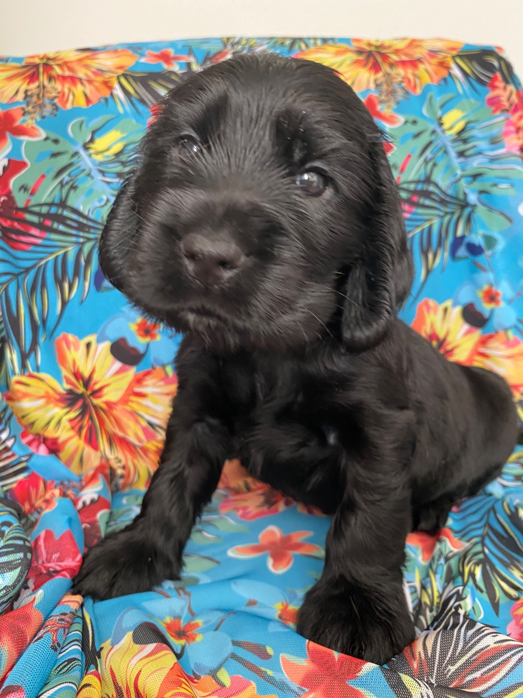 du domaine des roches rouges - Chiots disponibles - Cocker Spaniel Anglais