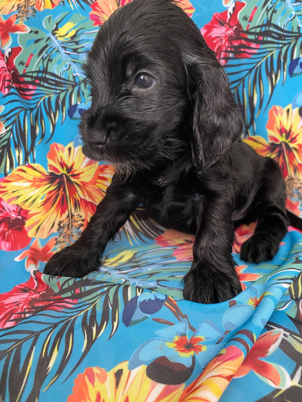 du domaine des roches rouges - Chiots disponibles - Cocker Spaniel Anglais