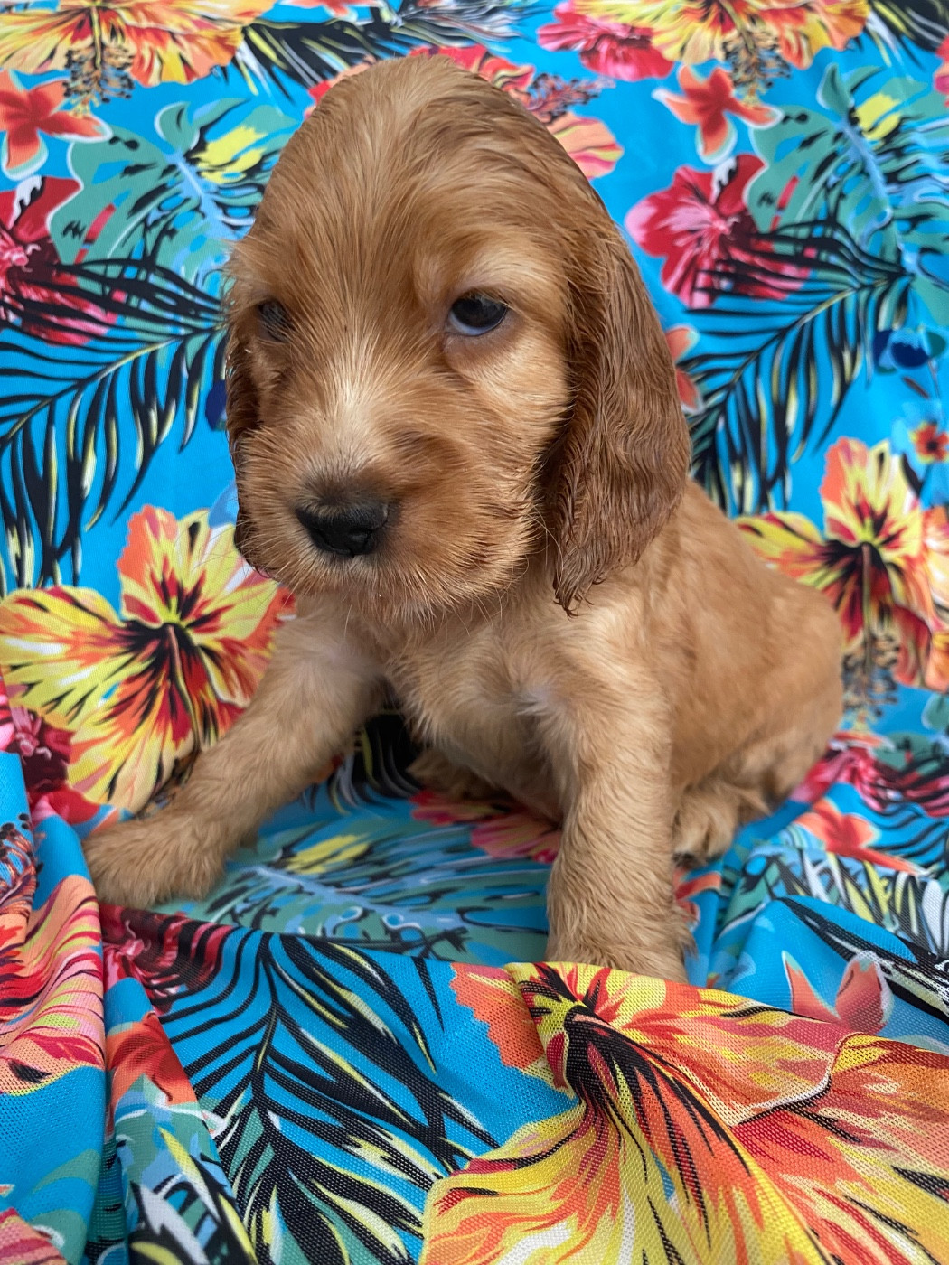 du domaine des roches rouges - Chiots disponibles - Cocker Spaniel Anglais