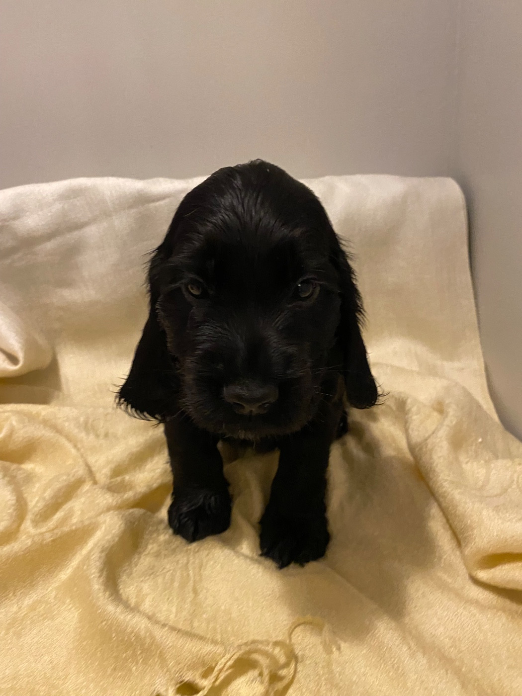 du domaine des roches rouges - Cocker Spaniel Anglais - Portée née le 03/09/2025