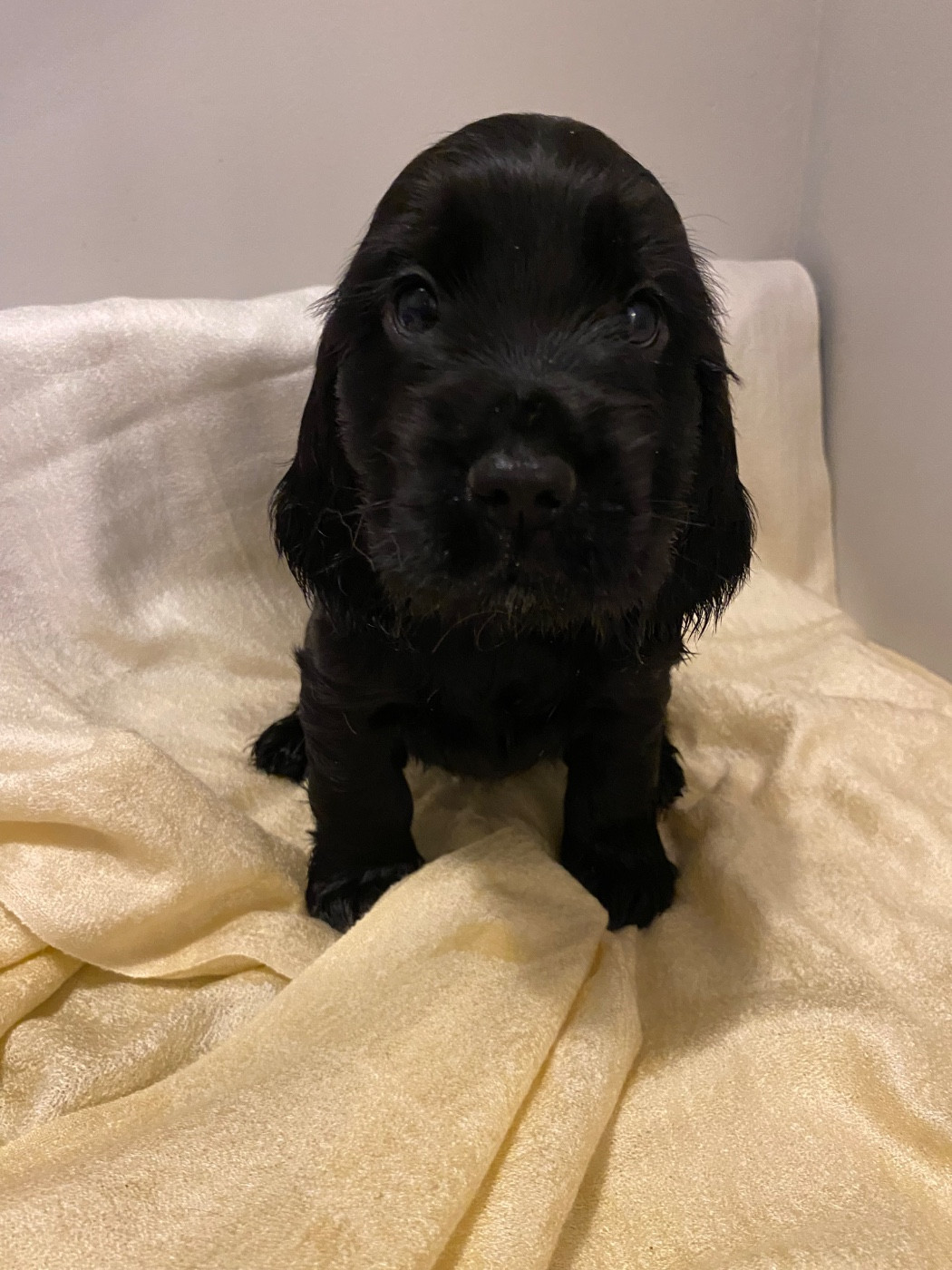 du domaine des roches rouges - Chiots disponibles - Cocker Spaniel Anglais