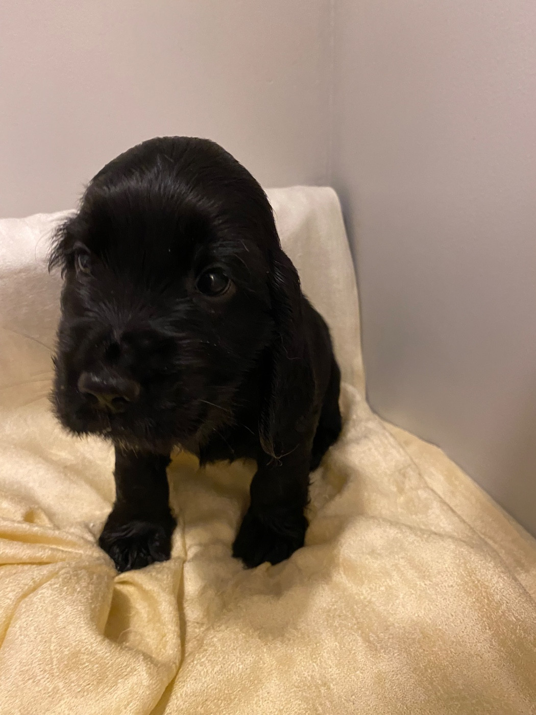 du domaine des roches rouges - Chiots disponibles - Cocker Spaniel Anglais
