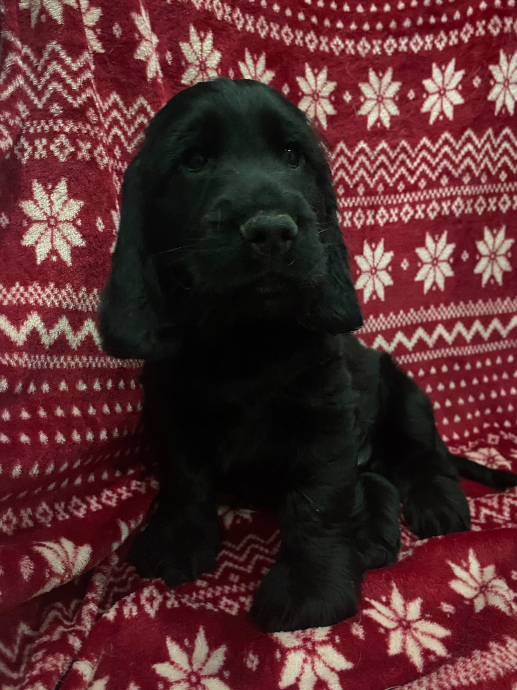 du domaine des roches rouges - Chiots disponibles - Cocker Spaniel Anglais