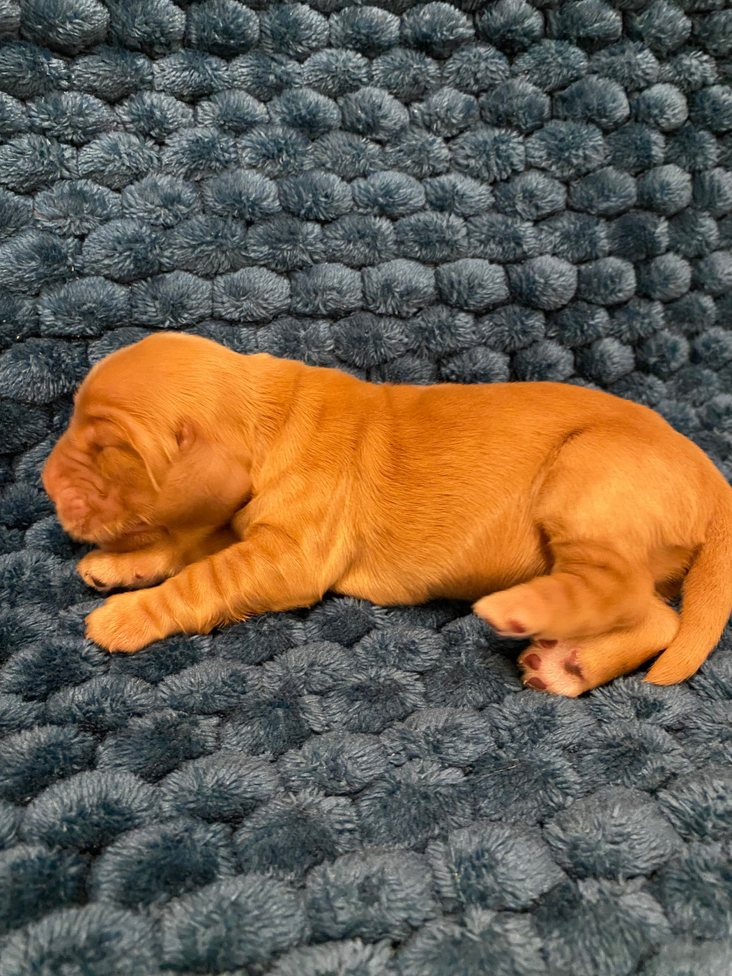 du domaine des roches rouges - Chiots disponibles - Cocker Spaniel Anglais
