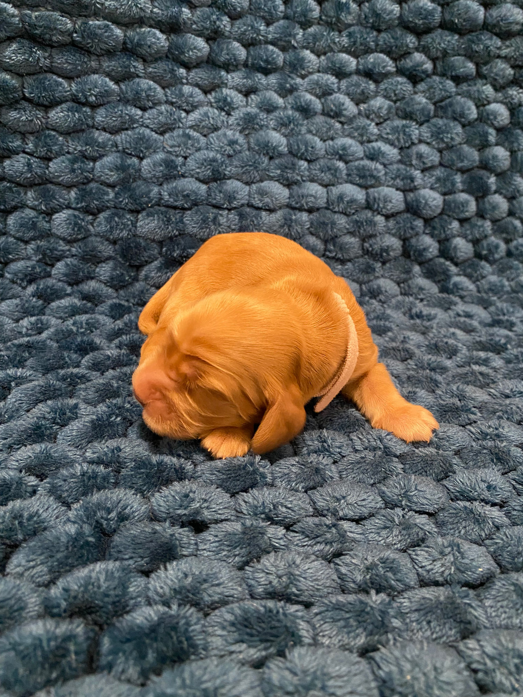 du domaine des roches rouges - Chiots disponibles - Cocker Spaniel Anglais