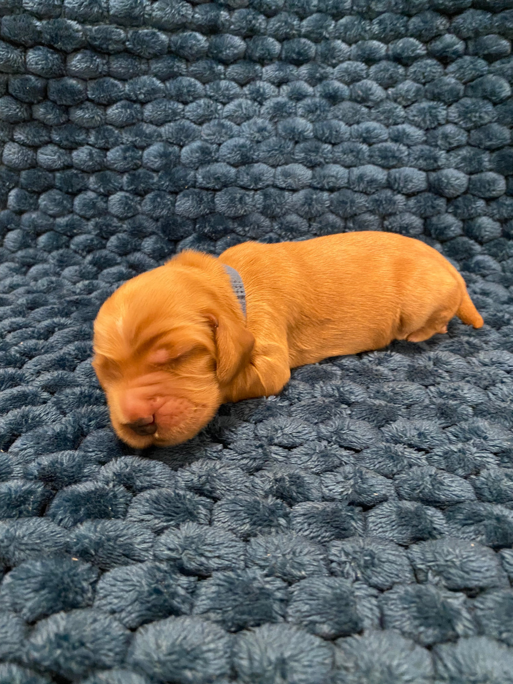 du domaine des roches rouges - Chiots disponibles - Cocker Spaniel Anglais
