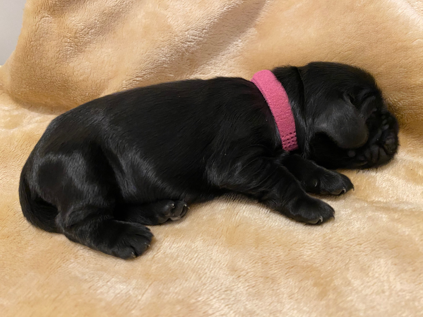 du domaine des roches rouges - Chiots disponibles - Cocker Spaniel Anglais