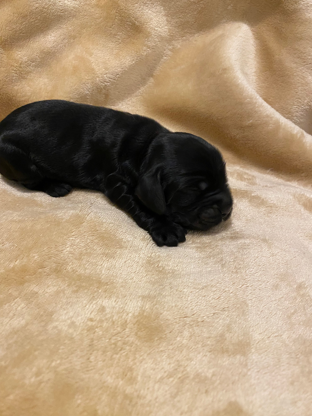 du domaine des roches rouges - Chiots disponibles - Cocker Spaniel Anglais