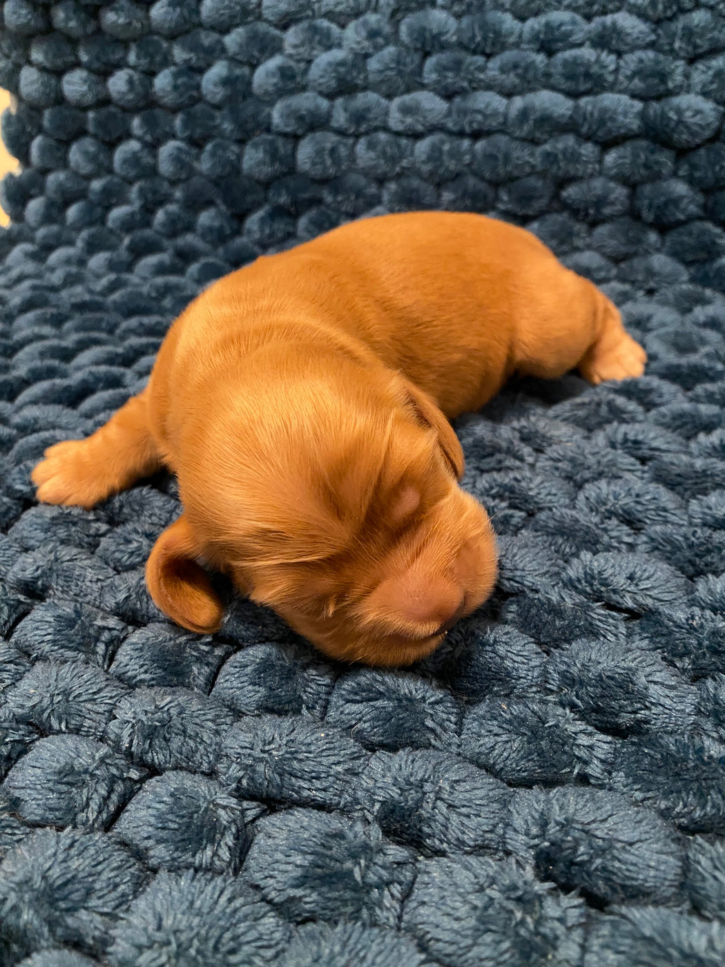 du domaine des roches rouges - Chiots disponibles - Cocker Spaniel Anglais
