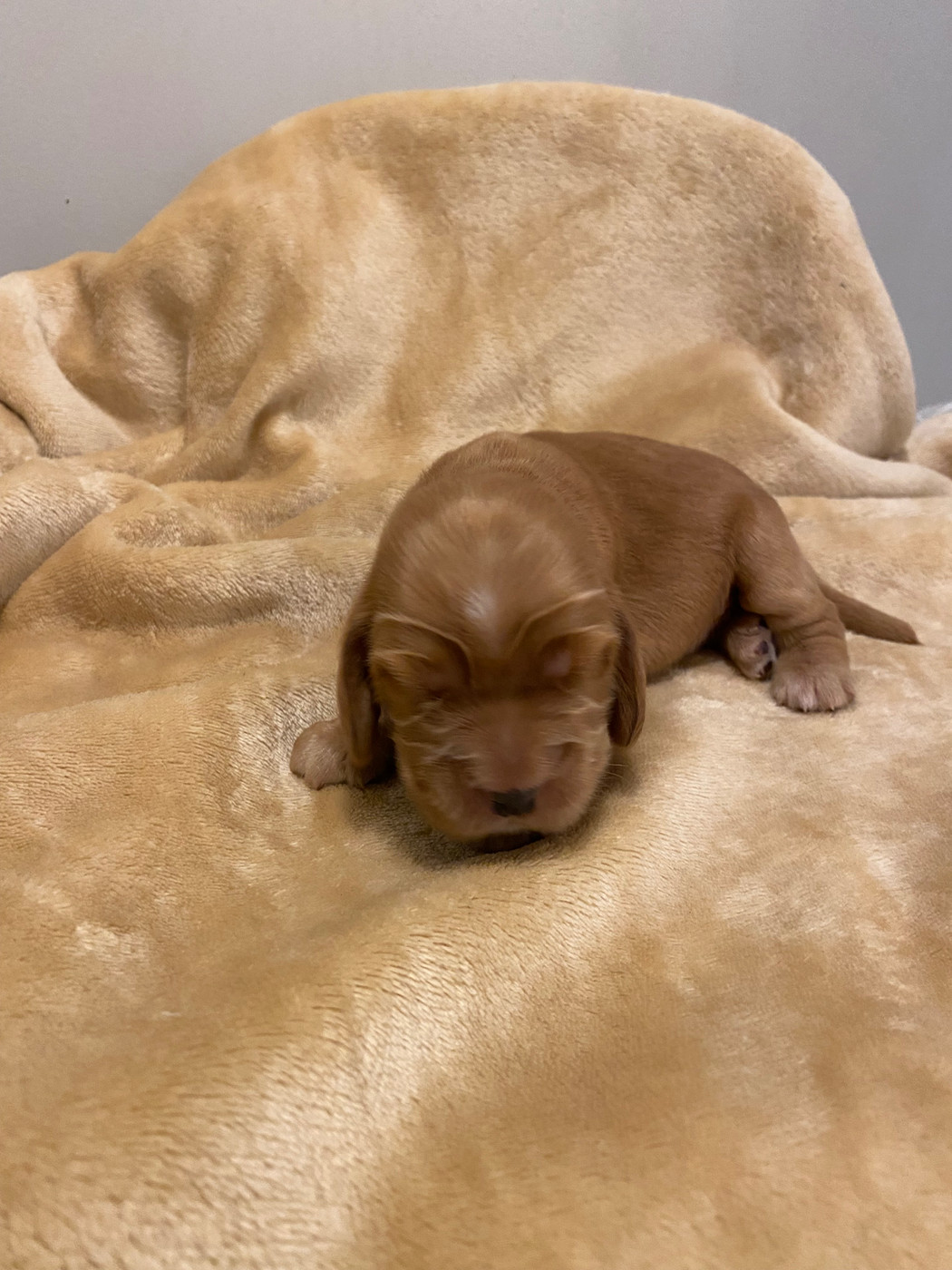 du domaine des roches rouges - Chiots disponibles - Cocker Spaniel Anglais