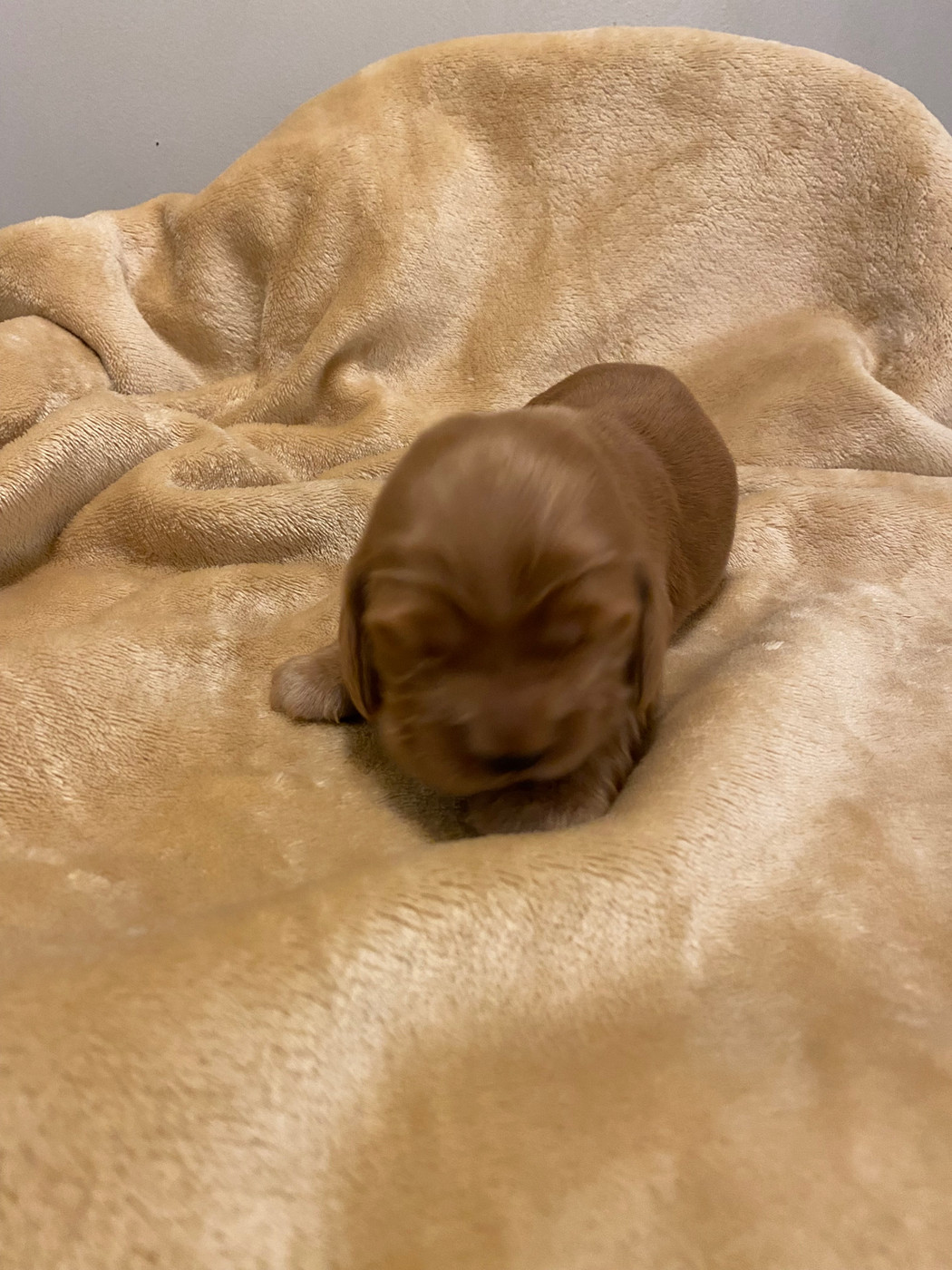 du domaine des roches rouges - Chiots disponibles - Cocker Spaniel Anglais