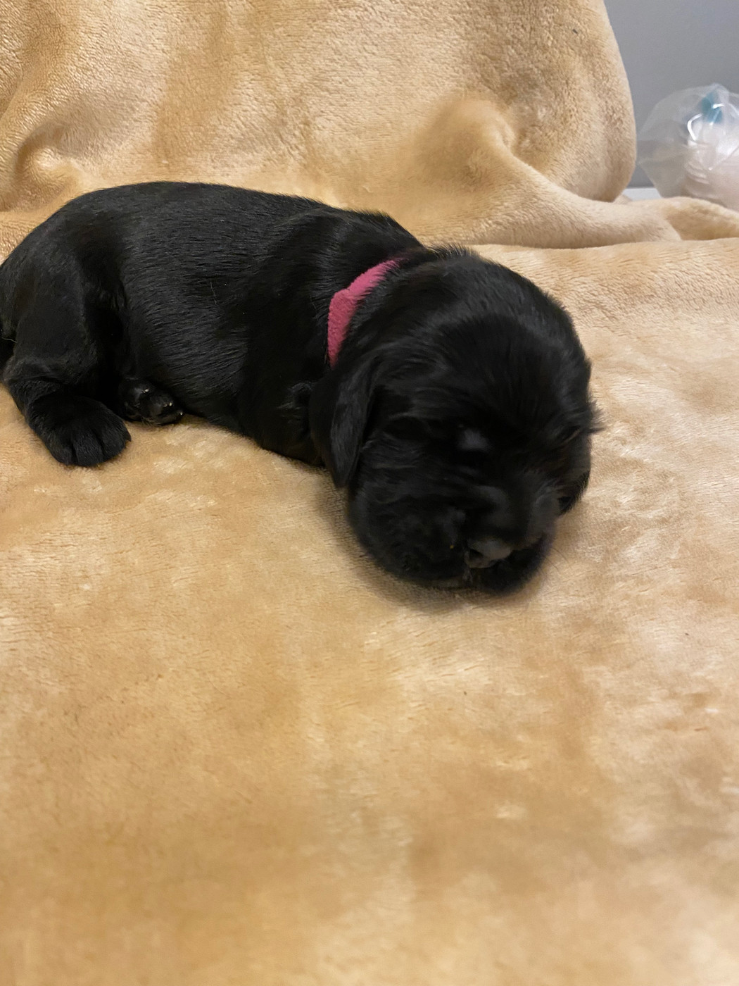 du domaine des roches rouges - Chiots disponibles - Cocker Spaniel Anglais