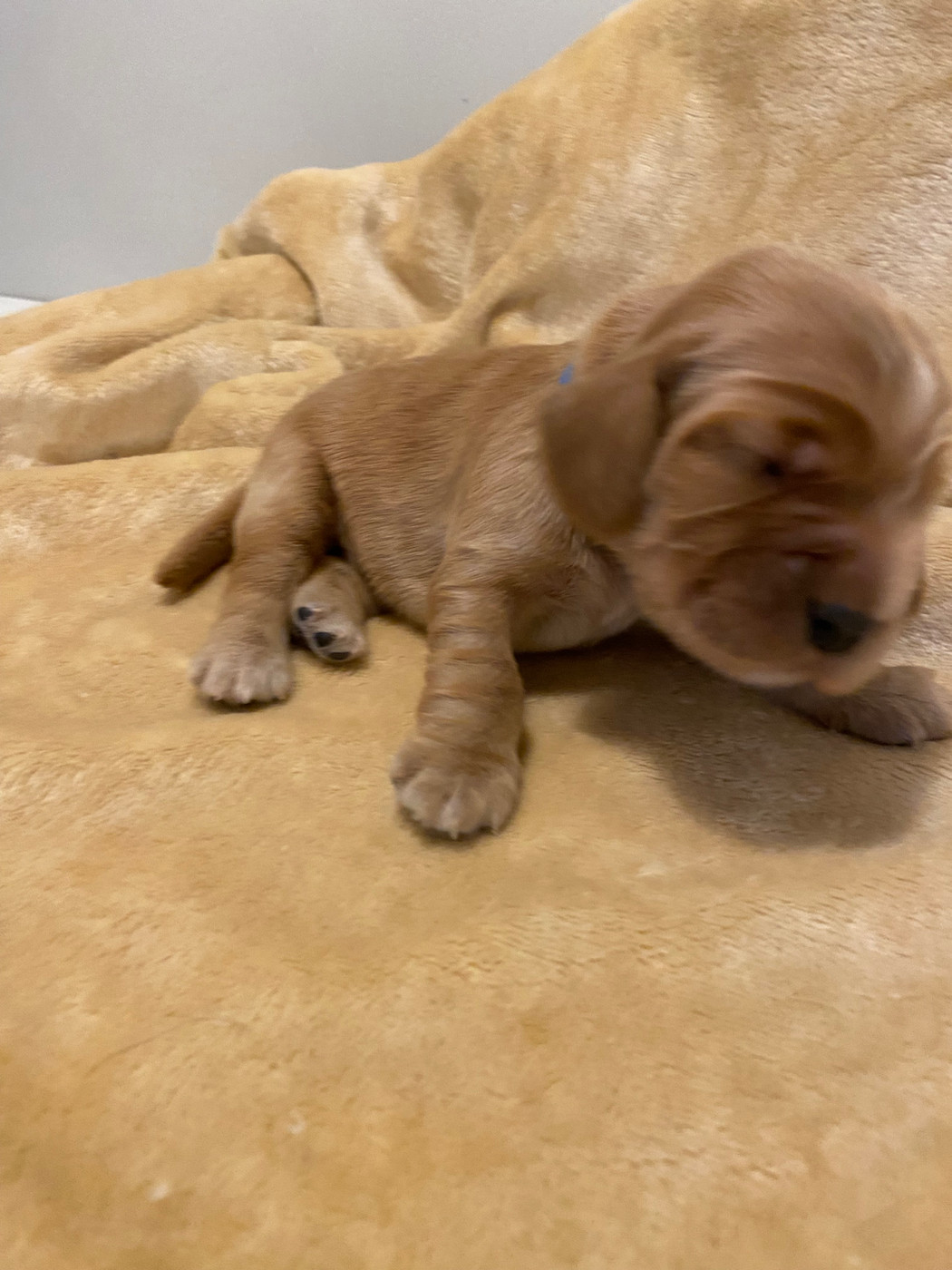 du domaine des roches rouges - Chiots disponibles - Cocker Spaniel Anglais