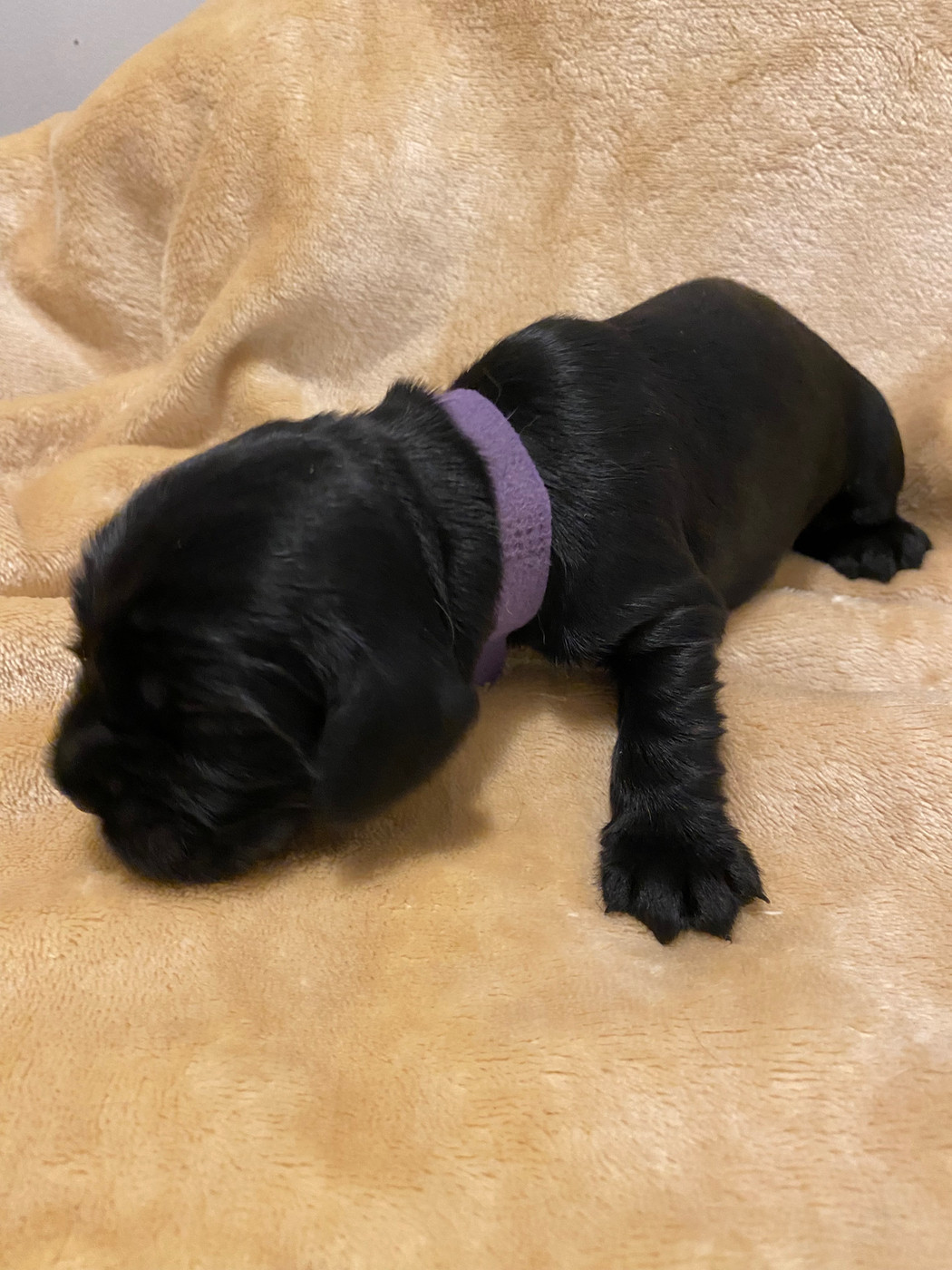 du domaine des roches rouges - Chiots disponibles - Cocker Spaniel Anglais