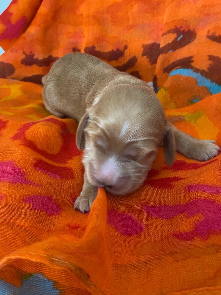 du domaine des roches rouges - Chiots disponibles - Cocker Spaniel Anglais