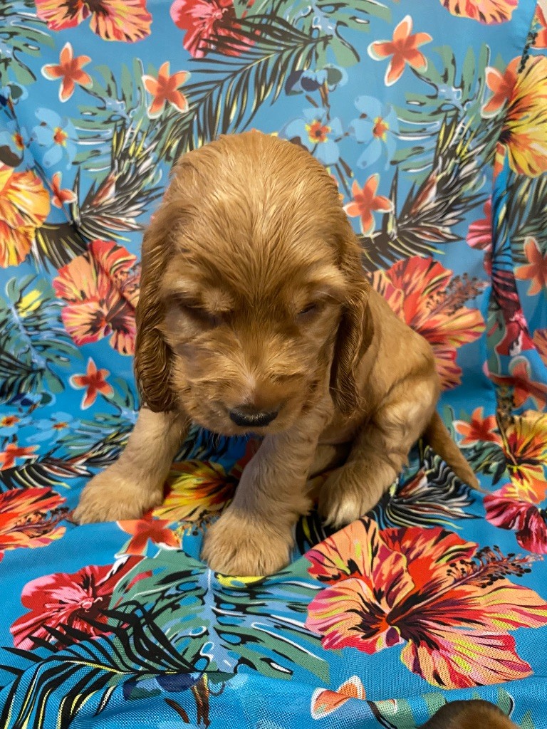 du domaine des roches rouges - Chiots disponibles - Cocker Spaniel Anglais