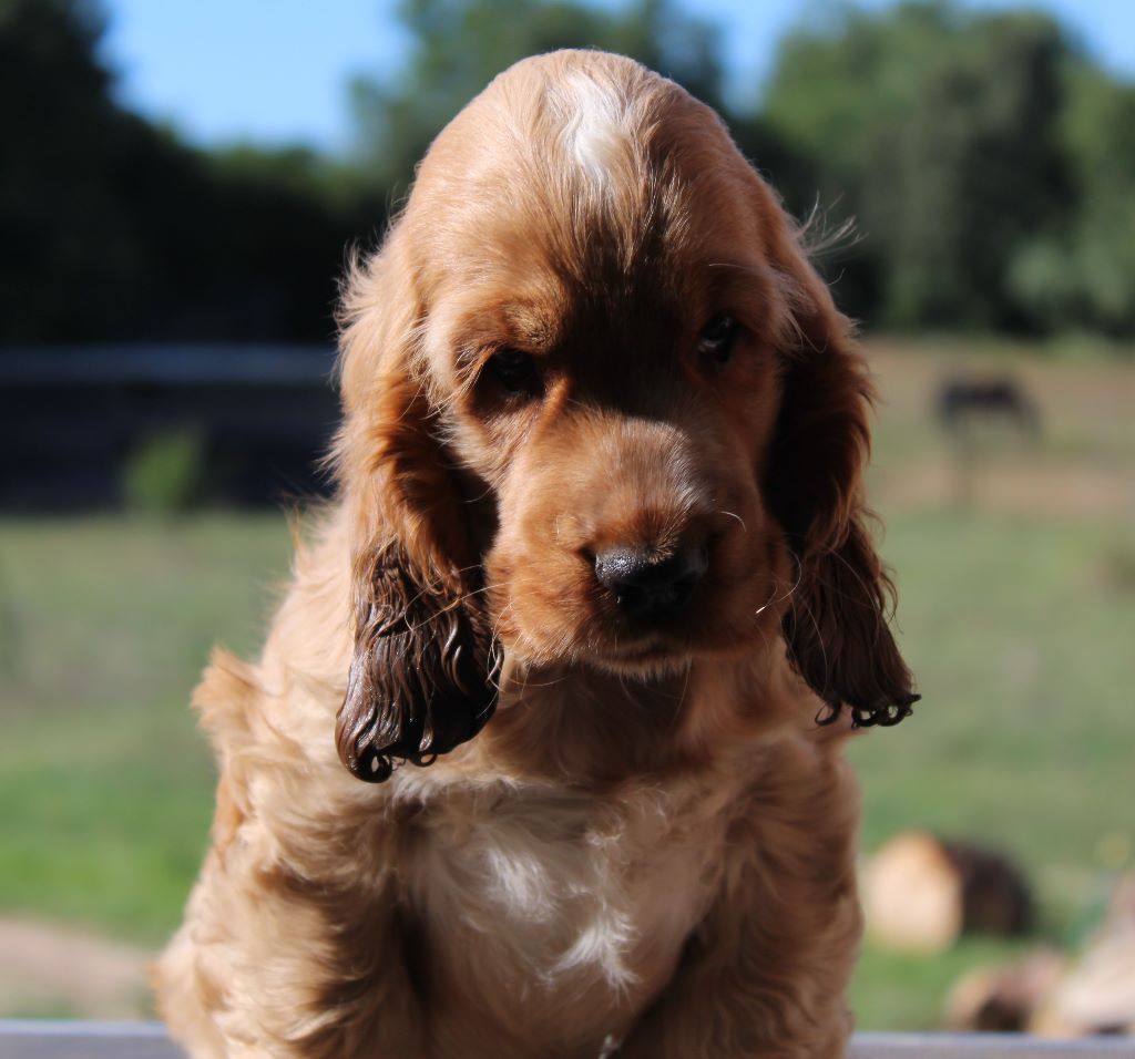 Oliver