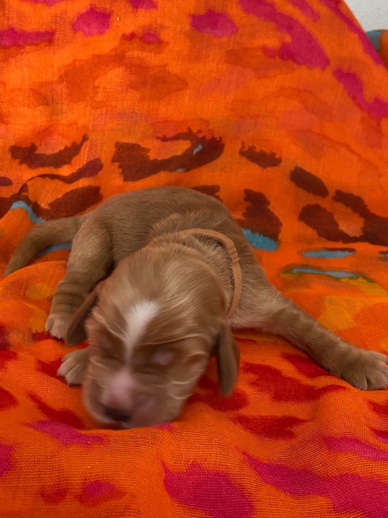 du domaine des roches rouges - Chiots disponibles - Cocker Spaniel Anglais