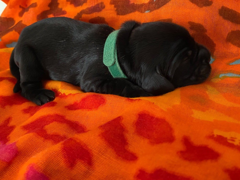 du domaine des roches rouges - Chiots disponibles - Cocker Spaniel Anglais