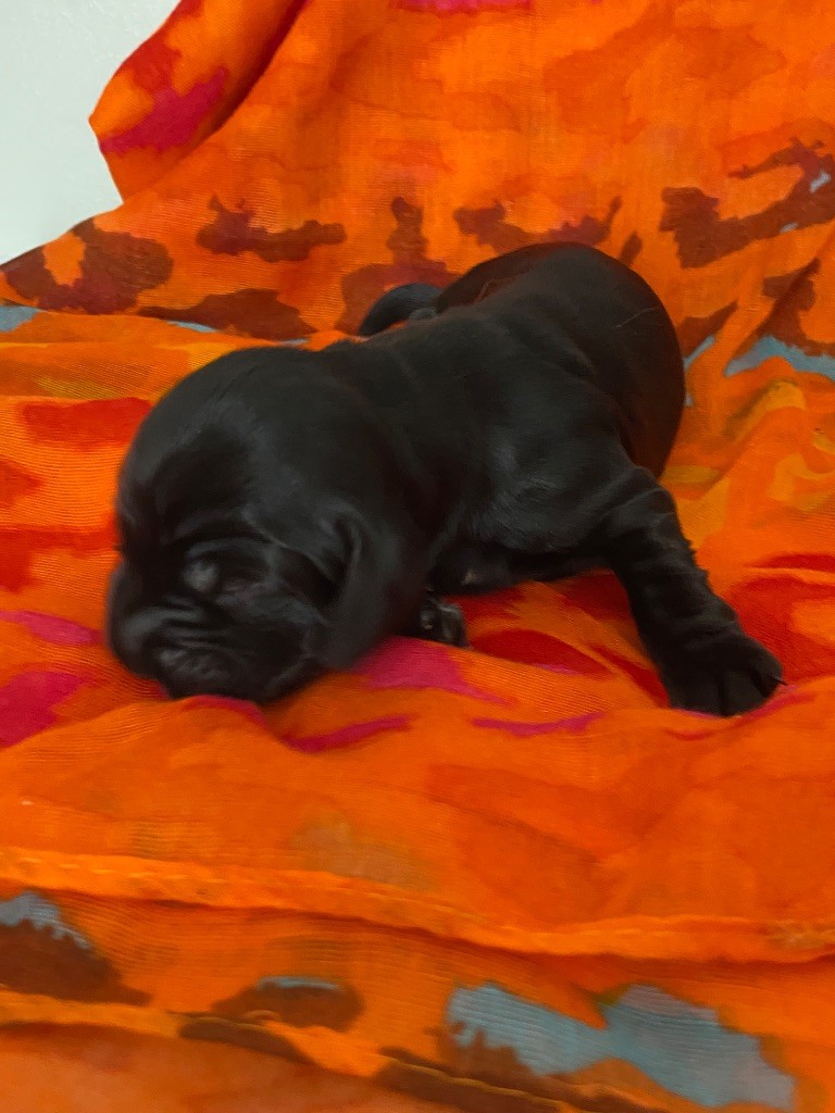 du domaine des roches rouges - Chiots disponibles - Cocker Spaniel Anglais
