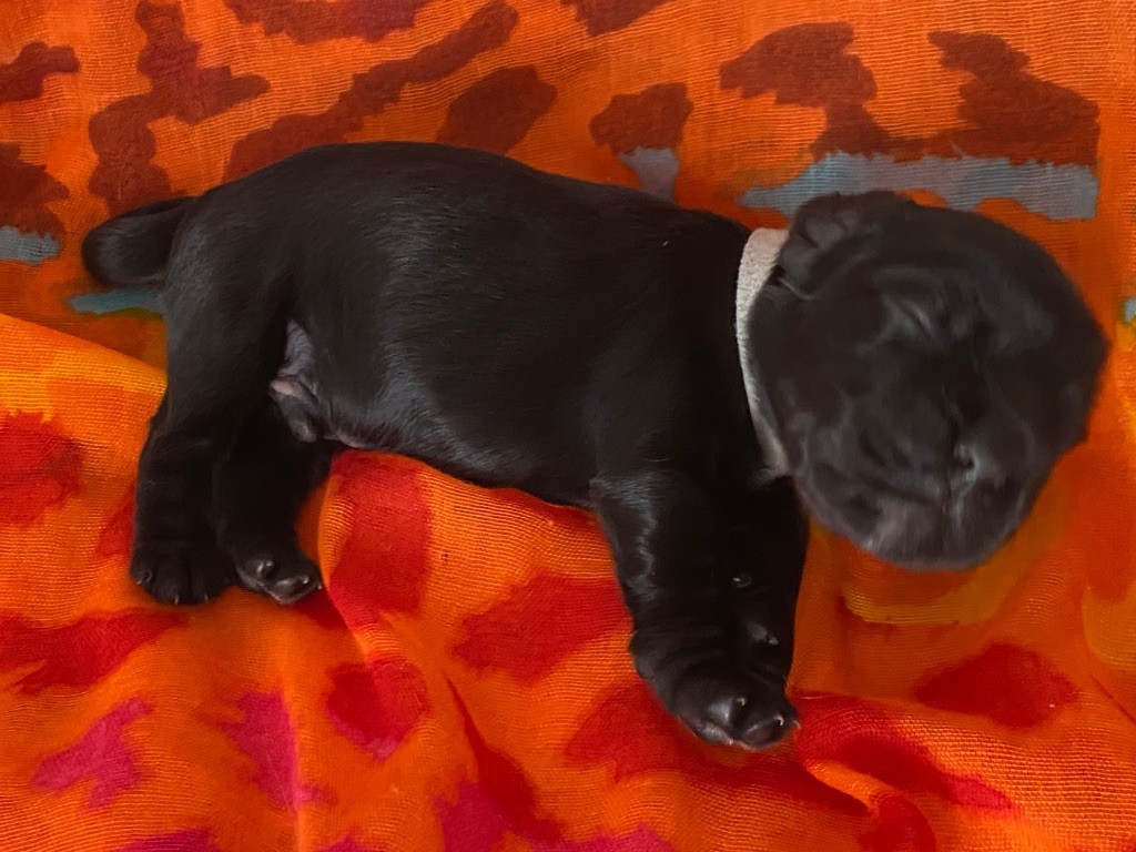 du domaine des roches rouges - Chiots disponibles - Cocker Spaniel Anglais